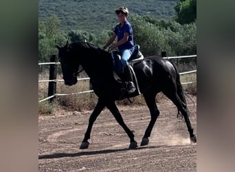 Andalusier, Hingst, 7 år, 160 cm, Svart