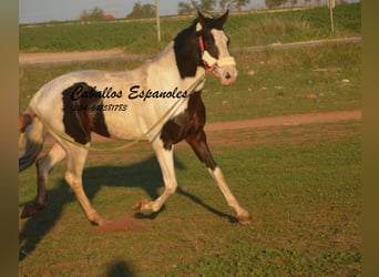Andalusier, Hingst, 7 år, 164 cm, Pinto