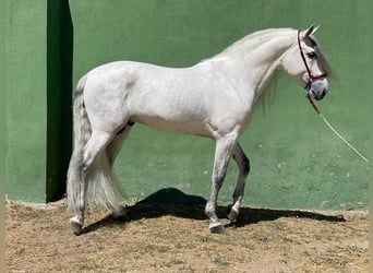 Andalusier, Hingst, 7 år, 165 cm, Grå