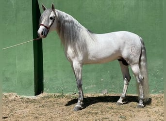 Andalusier, Hingst, 7 år, 165 cm, Grå