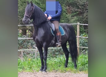 Andalusier, Hingst, 8 år, 158 cm