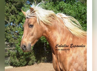 Andalusier, Hingst, 8 år, 160 cm, Palomino