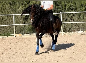 Andalusier, Hingst, 9 år, 163 cm, Mörkbrun