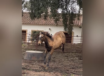 Andalusier, Hingst, Föl (05/2023), 156 cm, Gulbrun