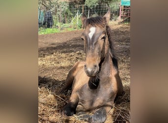 Andalusier, Hingst, Föl (05/2023), 156 cm, Gulbrun