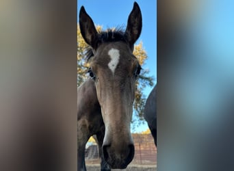 Andalusier, Hingst, Föl (05/2023), 156 cm, Gulbrun
