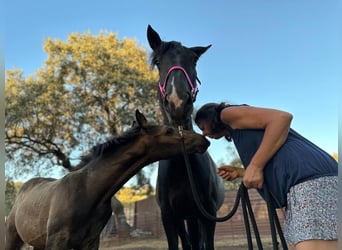 Andalusier, Hingst, Föl (05/2023), 156 cm, Gulbrun
