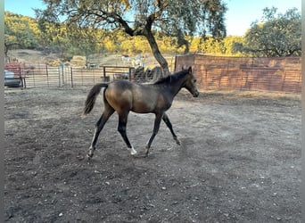 Andalusier, Hingst, Föl (05/2023), 156 cm, Gulbrun