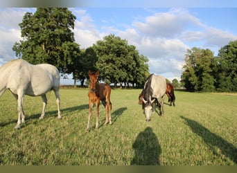 Andalusier, Hingst, Föl (06/2023), Brun