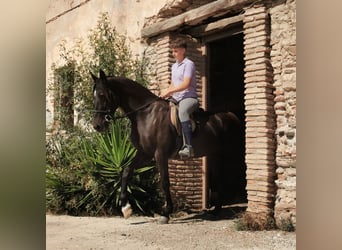 Andalusiër, Merrie, 10 Jaar, 152 cm, Zwart