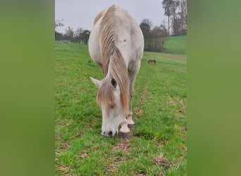 Andalusiër, Merrie, 10 Jaar, 155 cm, Vliegenschimmel