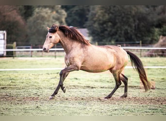 Andalusiër, Merrie, 10 Jaar, 157 cm, Buckskin
