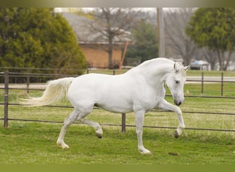 Andalusiër, Merrie, 10 Jaar, 157 cm, Wit