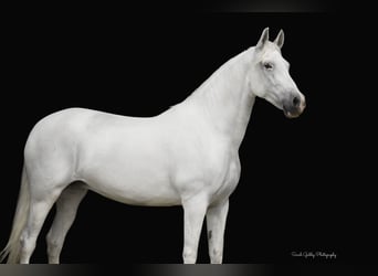 Andalusiër, Merrie, 10 Jaar, 157 cm, Wit