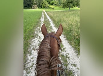 Andalusiër Mix, Merrie, 10 Jaar, 158 cm, Vos