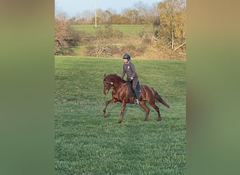 Andalusiër Mix, Merrie, 10 Jaar, 158 cm, Vos