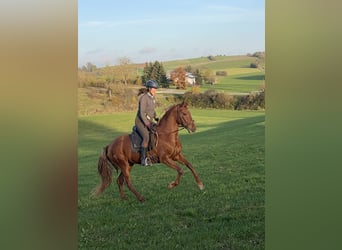 Andalusiër Mix, Merrie, 10 Jaar, 158 cm, Vos