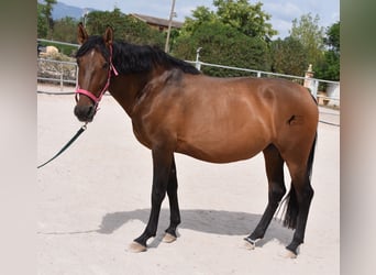 Andalusiër, Merrie, 10 Jaar, 160 cm, Bruin