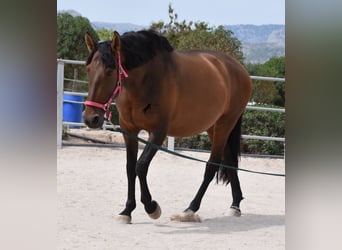 Andalusiër, Merrie, 10 Jaar, 160 cm, Bruin