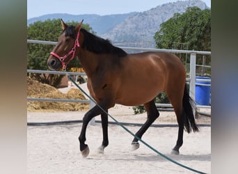 Andalusiër, Merrie, 10 Jaar, 160 cm, Bruin