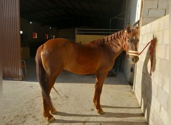 Andalusiër, Merrie, 11 Jaar, 147 cm, Vos