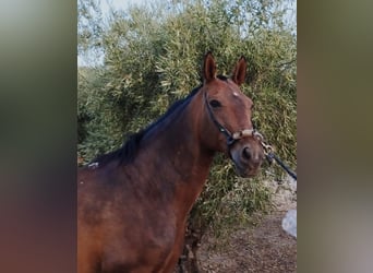 Andalusiër, Merrie, 11 Jaar, 156 cm, Bruin