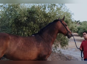 Andalusiër, Merrie, 11 Jaar, 156 cm, Bruin