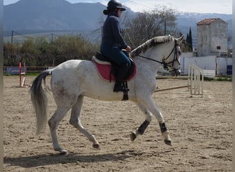 Andalusiër Mix, Merrie, 11 Jaar, 160 cm, Schimmel