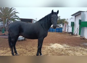 Andalusiër, Merrie, 11 Jaar, 167 cm, Zwart