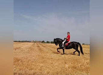 Andalusiër, Merrie, 11 Jaar, 167 cm, Zwart