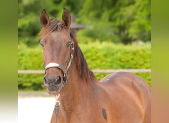 Andalusiër, Merrie, 12 Jaar, 150 cm, Bruin