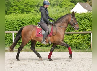 Andalusiër, Merrie, 12 Jaar, 150 cm, Bruin