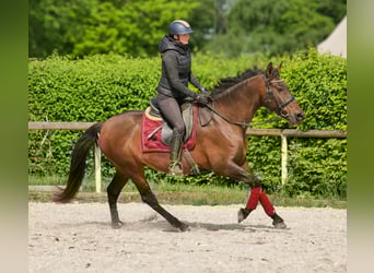Andalusiër, Merrie, 12 Jaar, 150 cm, Bruin