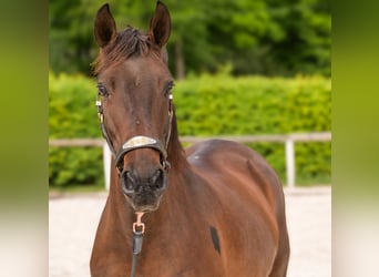Andalusiër, Merrie, 12 Jaar, 150 cm, Bruin