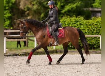 Andalusiër, Merrie, 12 Jaar, 150 cm, Bruin
