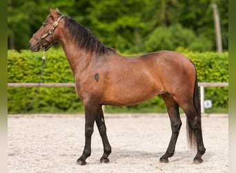 Andalusiër, Merrie, 12 Jaar, 150 cm, Bruin