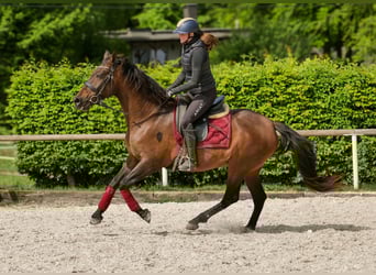 Andalusiër, Merrie, 12 Jaar, 150 cm, Bruin
