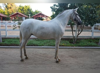 Andalusiër, Merrie, 12 Jaar, 152 cm, Schimmel