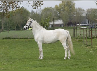 Andalusiër, Merrie, 12 Jaar, 152 cm, Wit