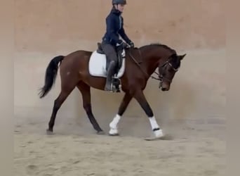 Andalusiër, Merrie, 12 Jaar, 153 cm, Bruin