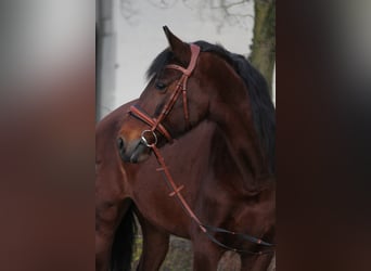 Andalusiër, Merrie, 12 Jaar, 153 cm, Bruin