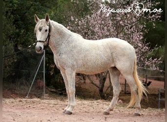 Andalusiër, Merrie, 12 Jaar, 156 cm, Schimmel