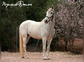 Andalusiër, Merrie, 12 Jaar, 156 cm, Schimmel