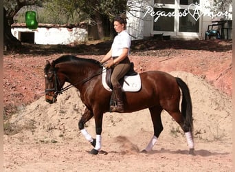 Andalusiër, Merrie, 12 Jaar, 162 cm, Brauner