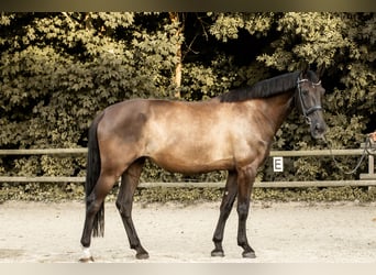 Andalusiër Mix, Merrie, 12 Jaar, 173 cm, Zwart