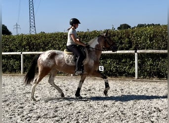 Andalusier, Stute, 13 Jahre, 148 cm, Red Dun