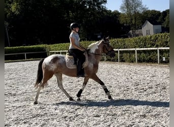 Andalusier, Stute, 13 Jahre, 148 cm, Red Dun