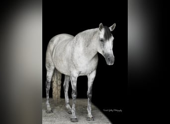 Andalusiër Mix, Merrie, 13 Jaar, 152 cm, Schimmel