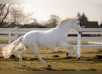 Andalusiër Mix, Merrie, 13 Jaar, 153 cm, Schimmel