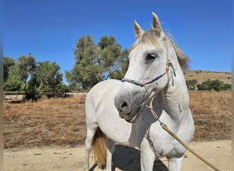 Andalusiër, Merrie, 13 Jaar, 159 cm, Appelschimmel